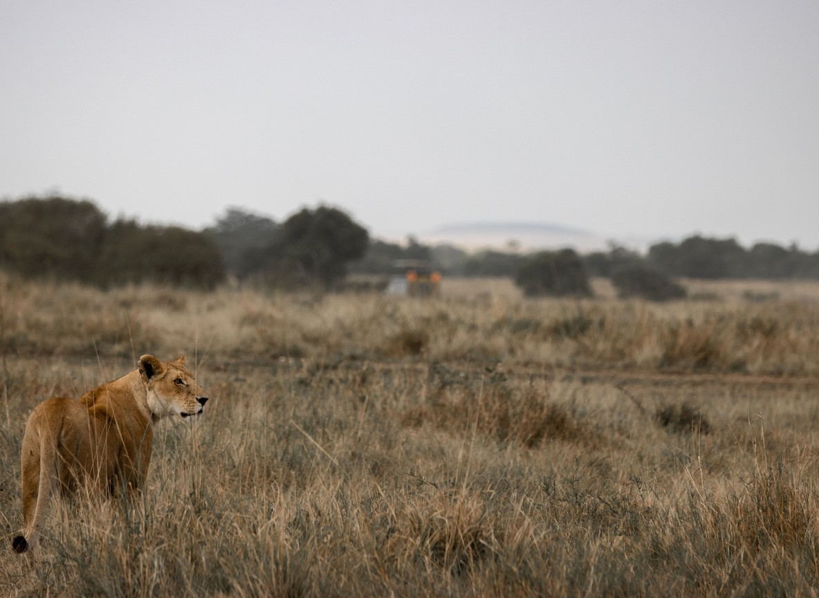 Birding In Kenya Safari Guide