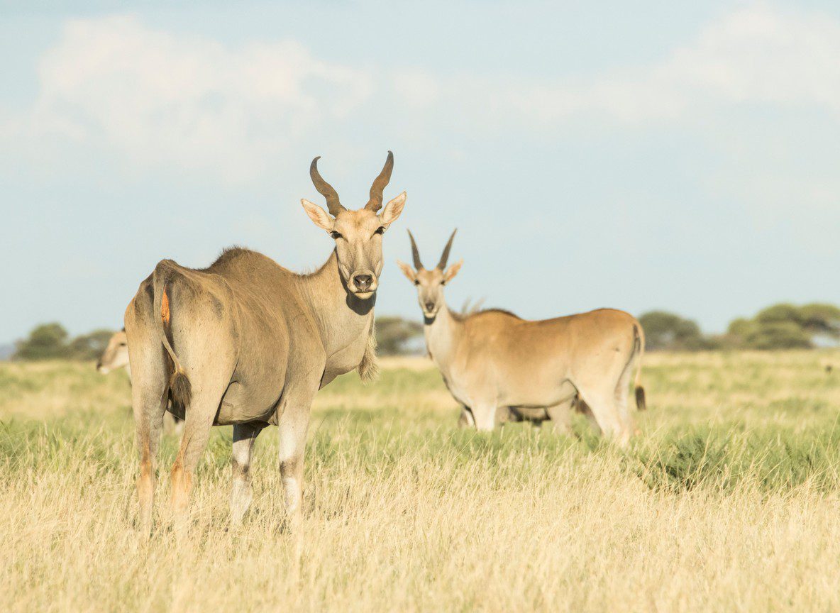 Bountiful Safaris Review What To Know Before Booking