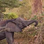 Budget Camp Vs Luxury Lodge In Amboseli