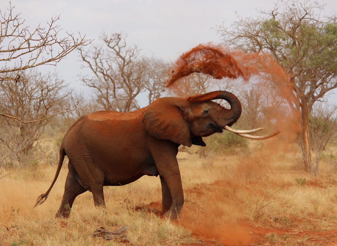 Budget Kenya Safari 7 Day Itinerary Guide
