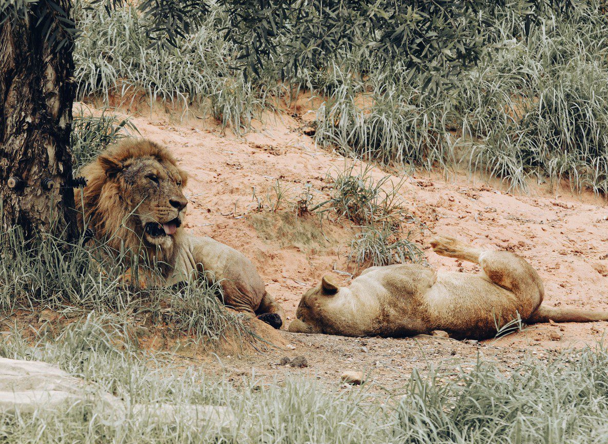 Budget Safari Kenya Affordable Solo Travel Guide