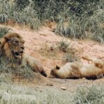 Budget Safari Kenya Affordable Solo Travel Guide