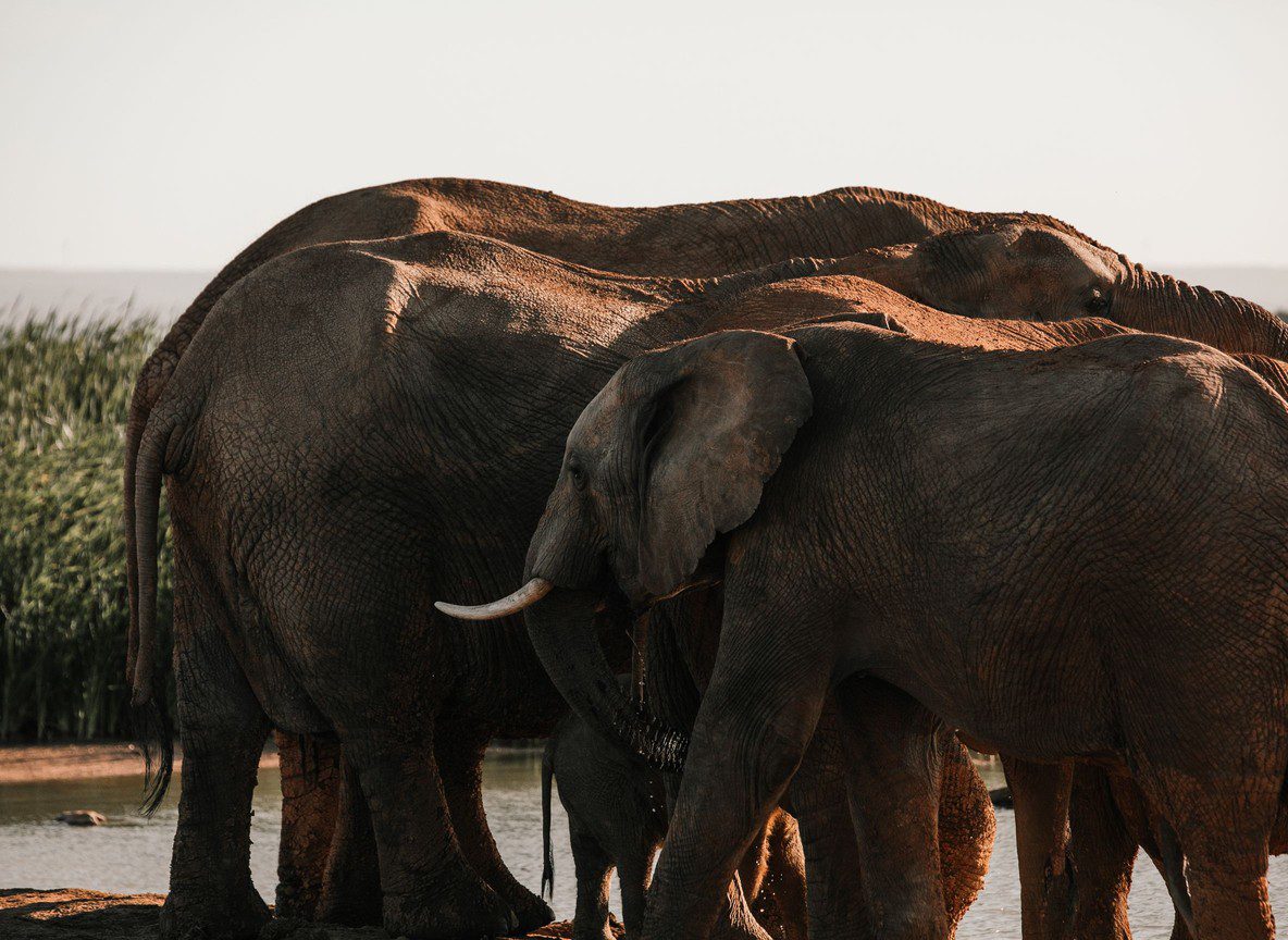 Budget Safari Kenya Affordable Solo Travel Guide