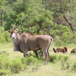 Budget Vs Mid Range Safari Kenya Guide