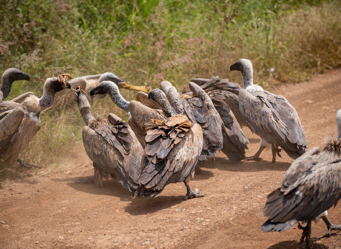 Car Hire Nairobi Self Drive Vs Guided Safari