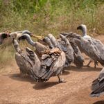 Car Hire Nairobi Self Drive Vs Guided Safari