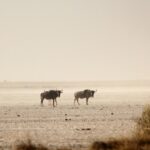 Chalbi Desert Safari Guide Routes Conditions And Expedition Planning