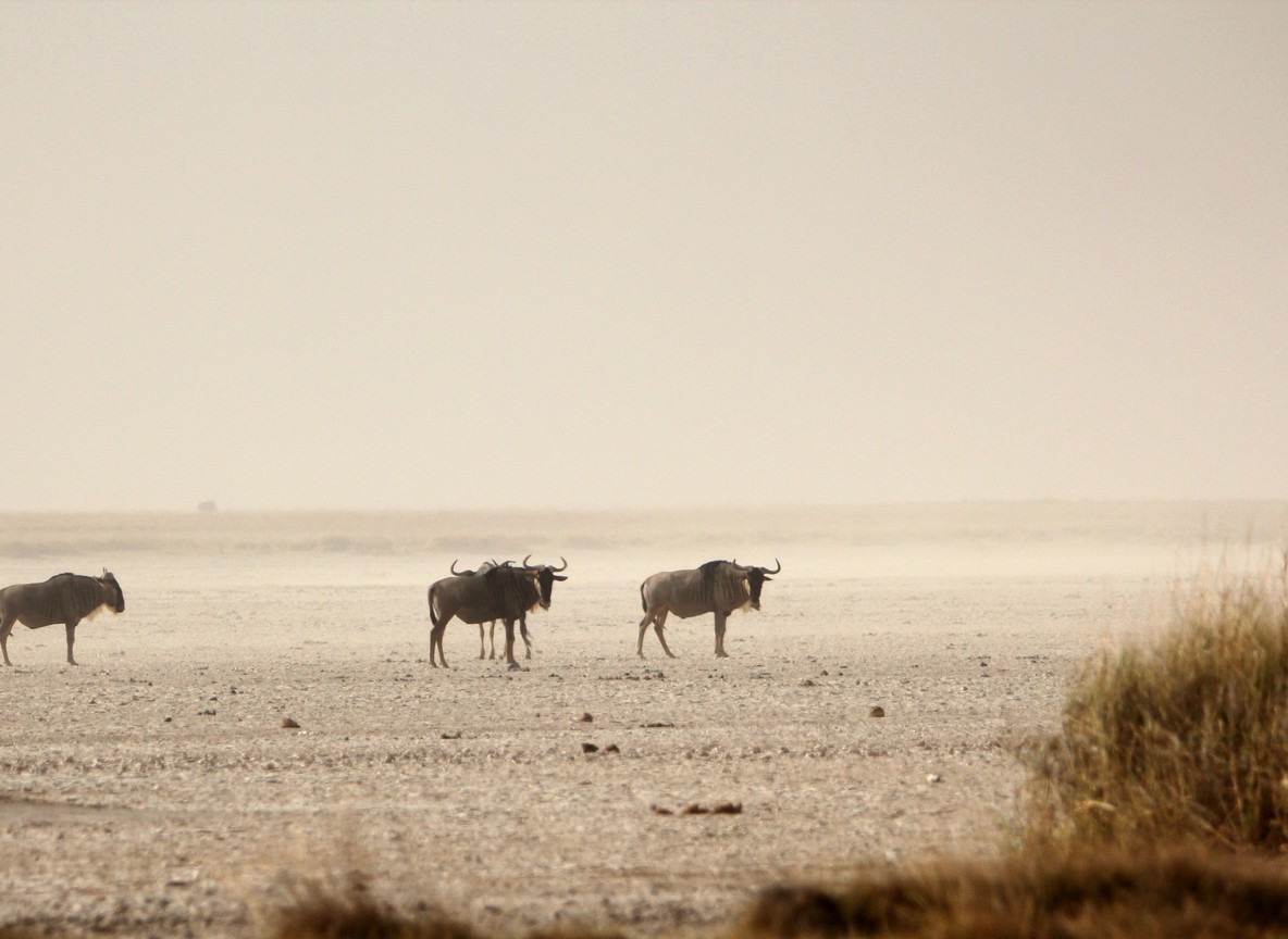 Chalbi Desert Safari Guide Routes Conditions And Expedition Planning