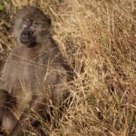 Chalbi Desert Safari Guide Routes Conditions And Expedition Planning