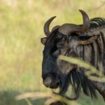 Chyulu Hills Safari