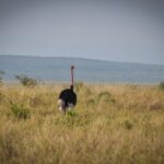 Conservancy Camp Vs National Reserve Camp Guide