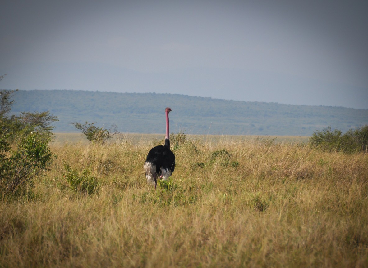 Conservancy Camp Vs National Reserve Camp Guide