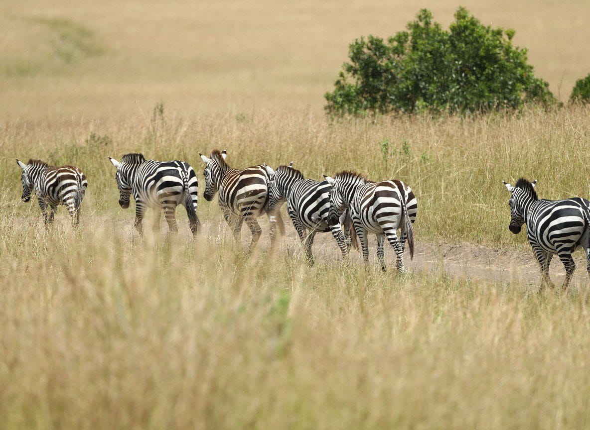 Custom Mid Range And Luxury Kenya Safaris Guide