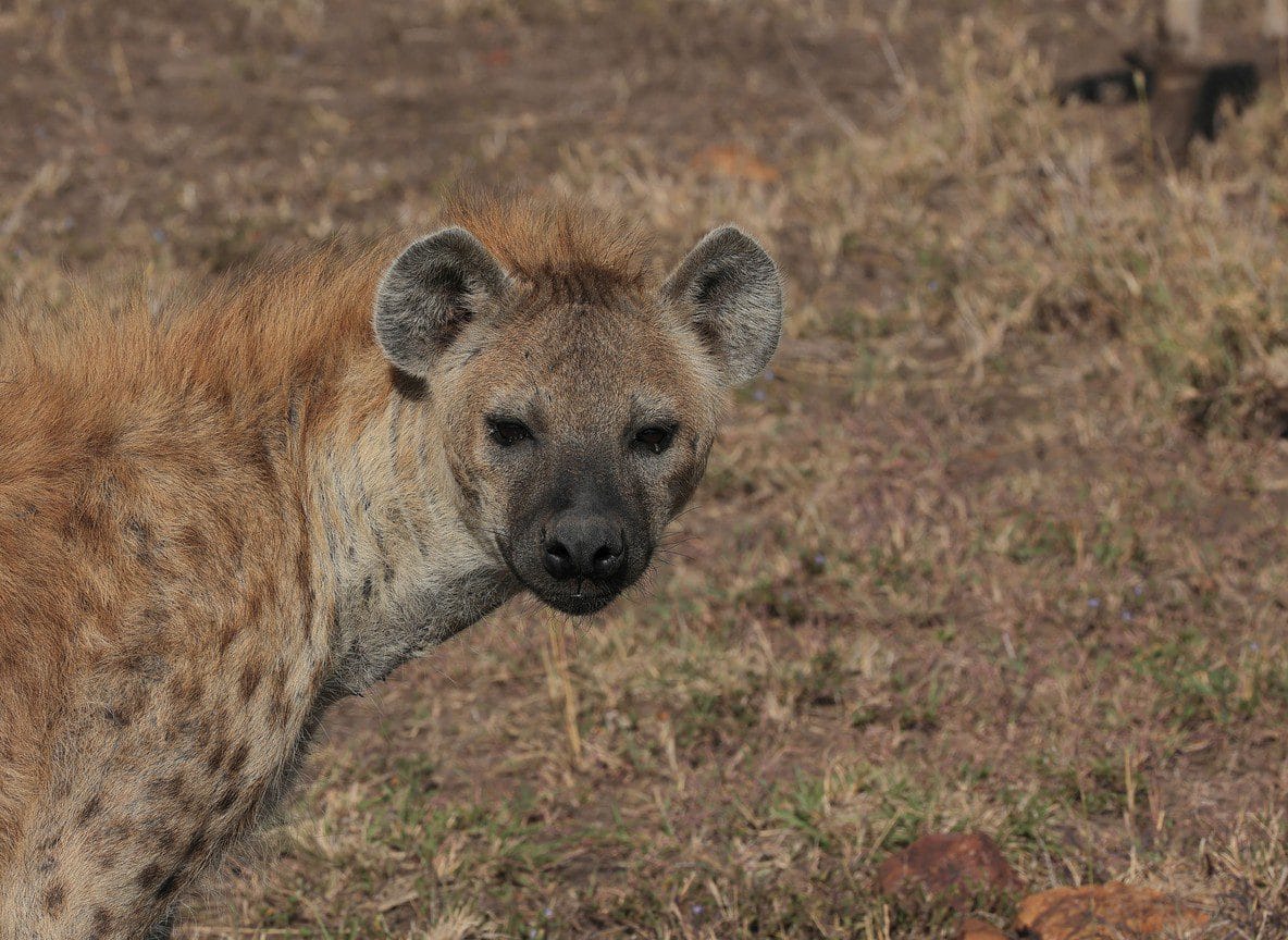 Custom Mid Range And Luxury Kenya Safaris Guide