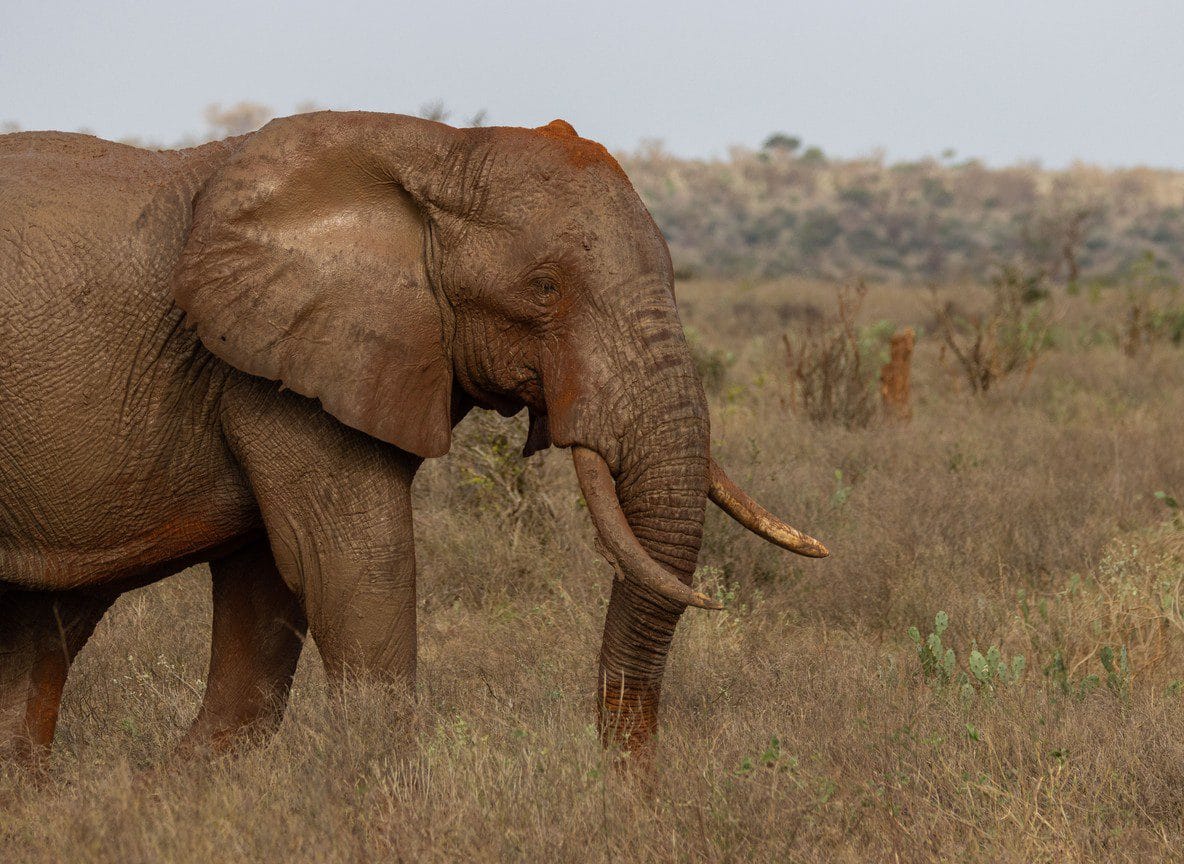 David Sheldrick Elephant Orphanage Nairobi