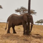 Dry Season Vs Green Season In Amboseli