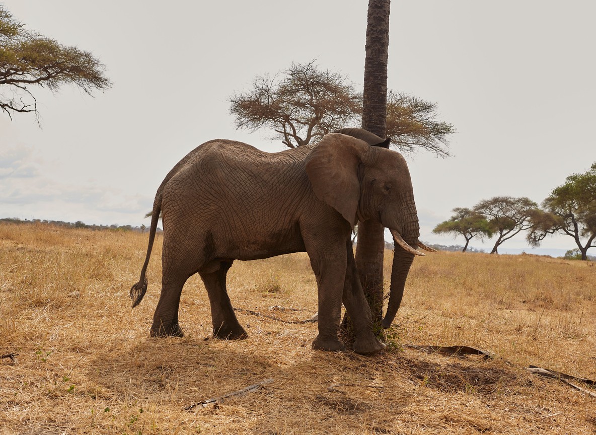 Dry Season Vs Green Season In Amboseli