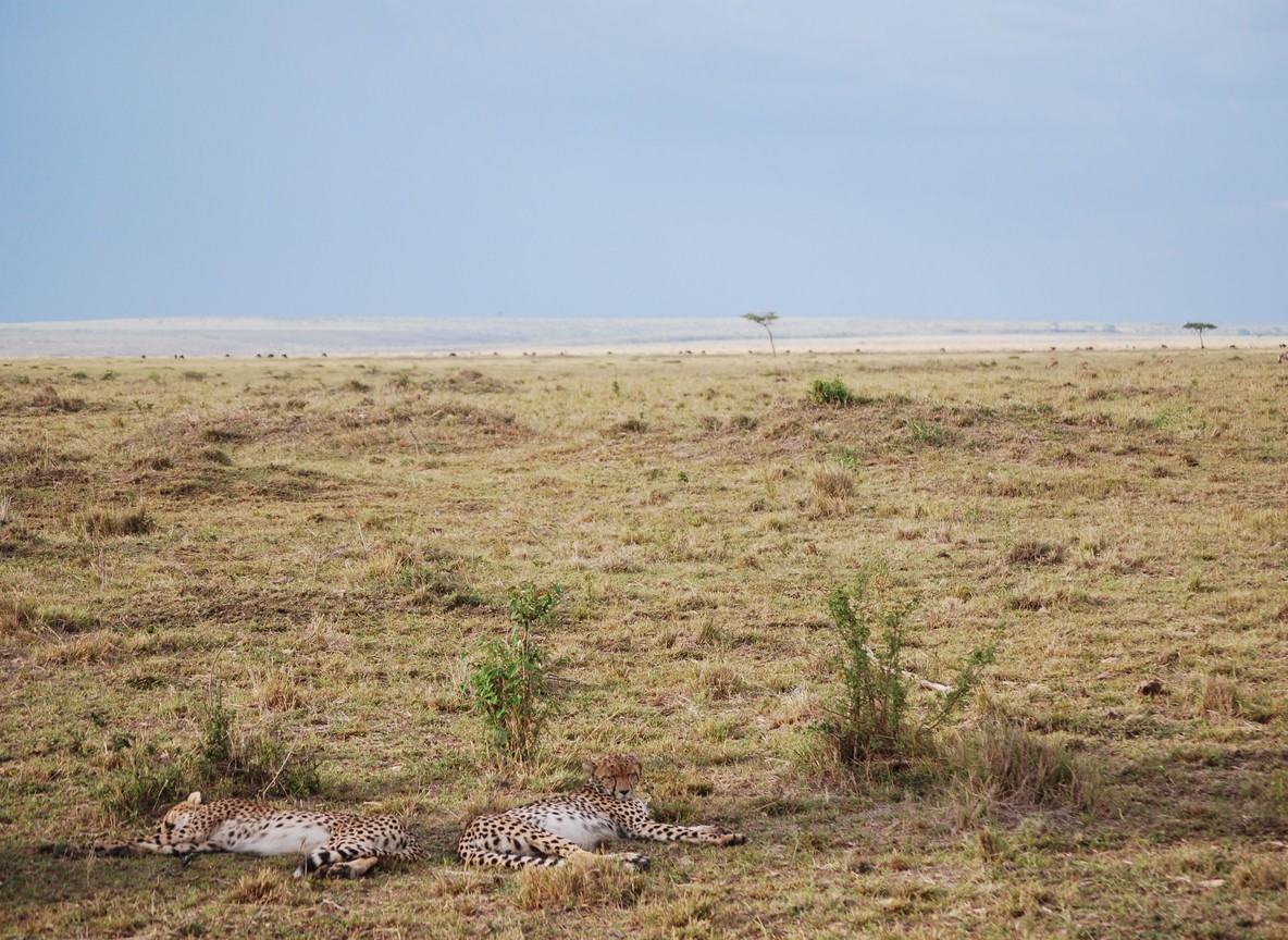 Eagle View Camp Mara Naboisho Conservancy Maasai Mara
