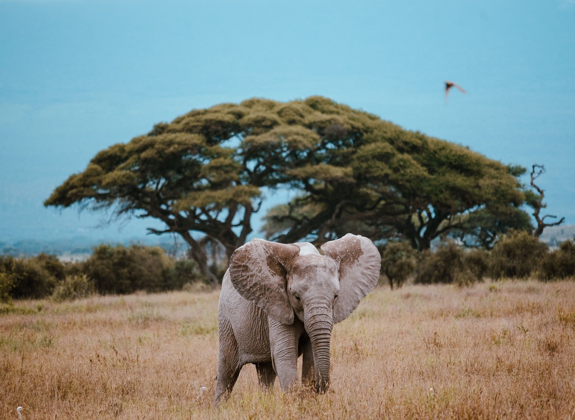 Elephant Family Herds Vs Big Tuskers In Amboseli