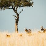 Emayian Luxury Camp Oloololo Escarpment Maasai Mara
