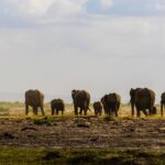Family Friendly Camps In Amboseli
