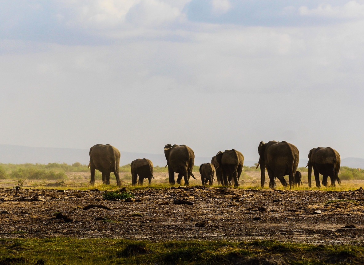 Family Friendly Camps In Amboseli