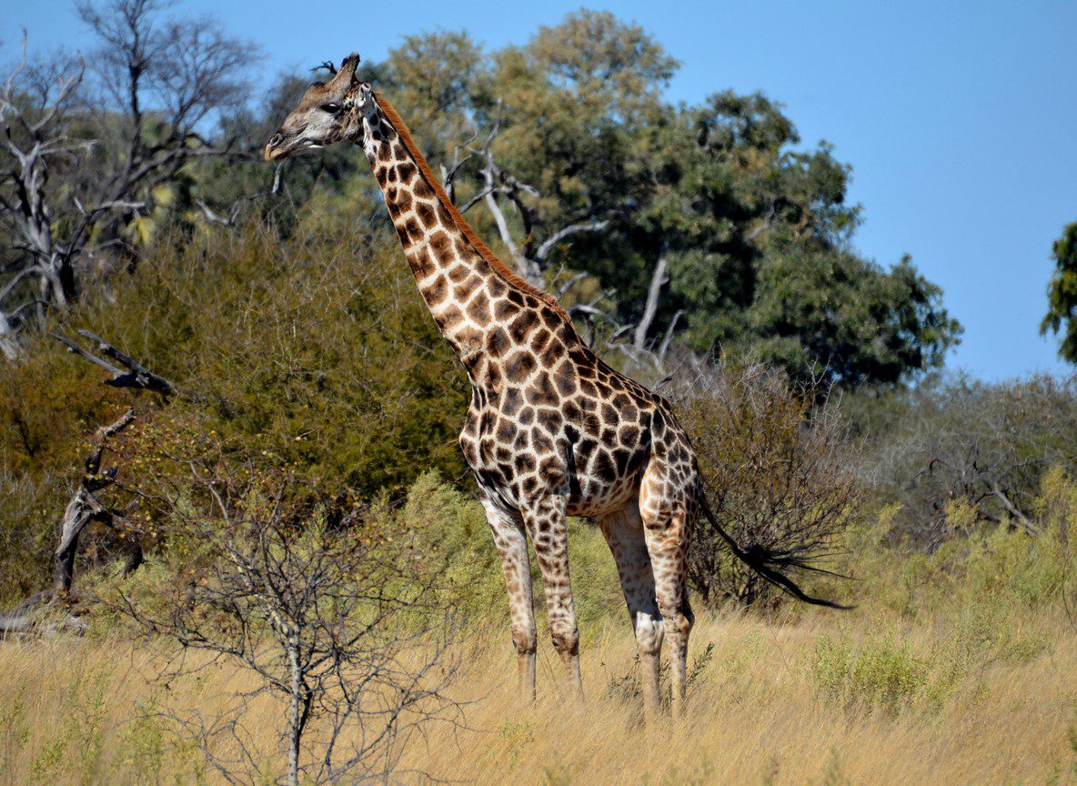 Fuel Costs Kenya Safari Game Drive Operations