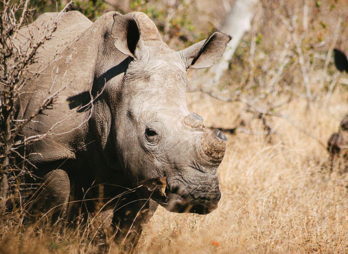 Fuel Prices Kenya Domestic Tourism Safari Industry