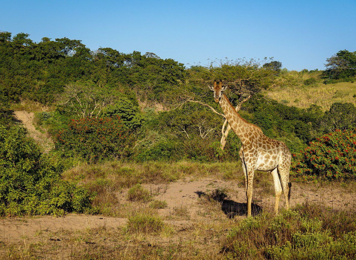 Giraffe Manor Nairobi