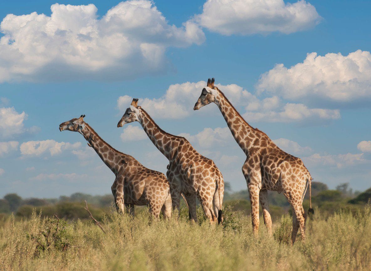 Giraffe Manor Nairobi Luxury Safari Lodge