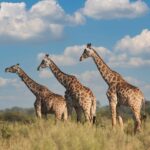 Giraffe Manor Nairobi Luxury Safari Lodge