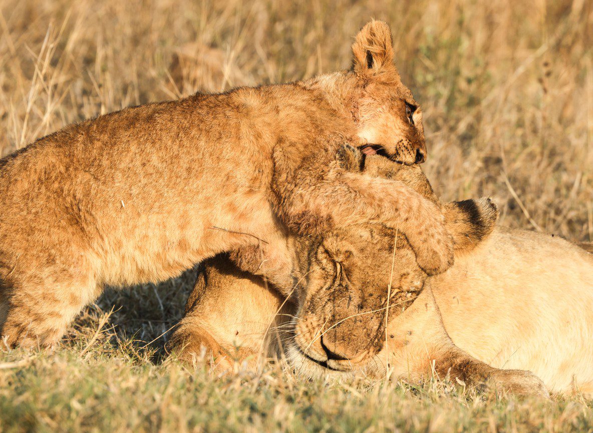 Grand Kenya Safari Samburu To Diani Beach Itinerary