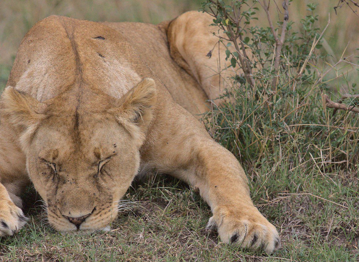 Grand Kenya Safari Samburu To Diani Beach Itinerary