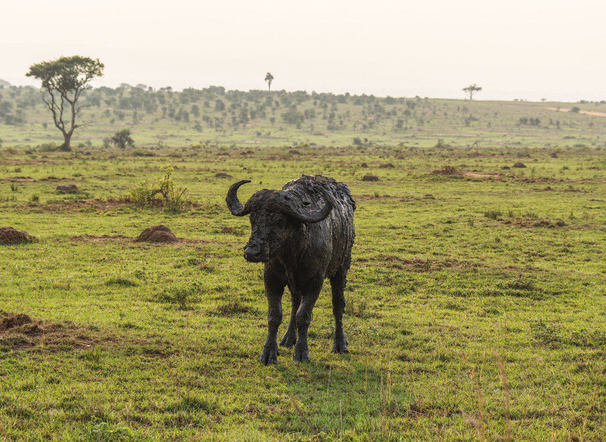 Green Season Safari Kenya