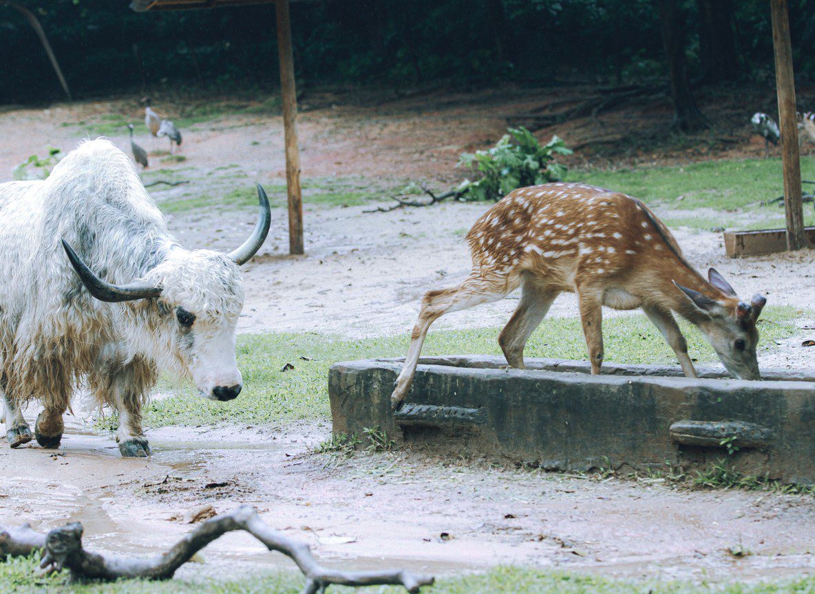 Haller Park Mombasa Wildlife Rehabilitation Guide