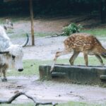 Haller Park Mombasa Wildlife Rehabilitation Guide