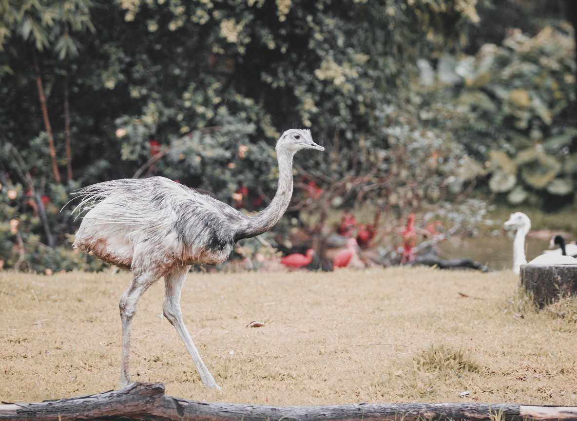 Haller Park Mombasa Wildlife Rehabilitation Guide