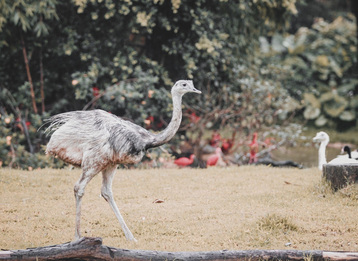 Haller Park Mombasa Wildlife Rehabilitation Guide