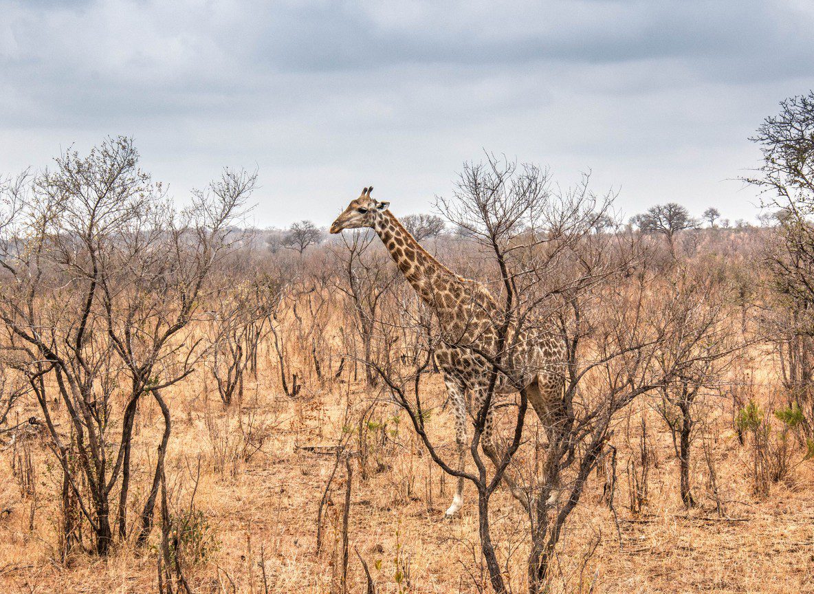 Hells Gate National Park Safari