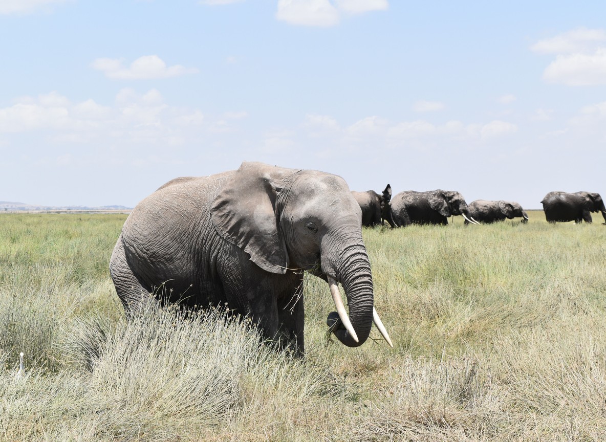 Inside The Park Vs Outside The Park In Amboseli