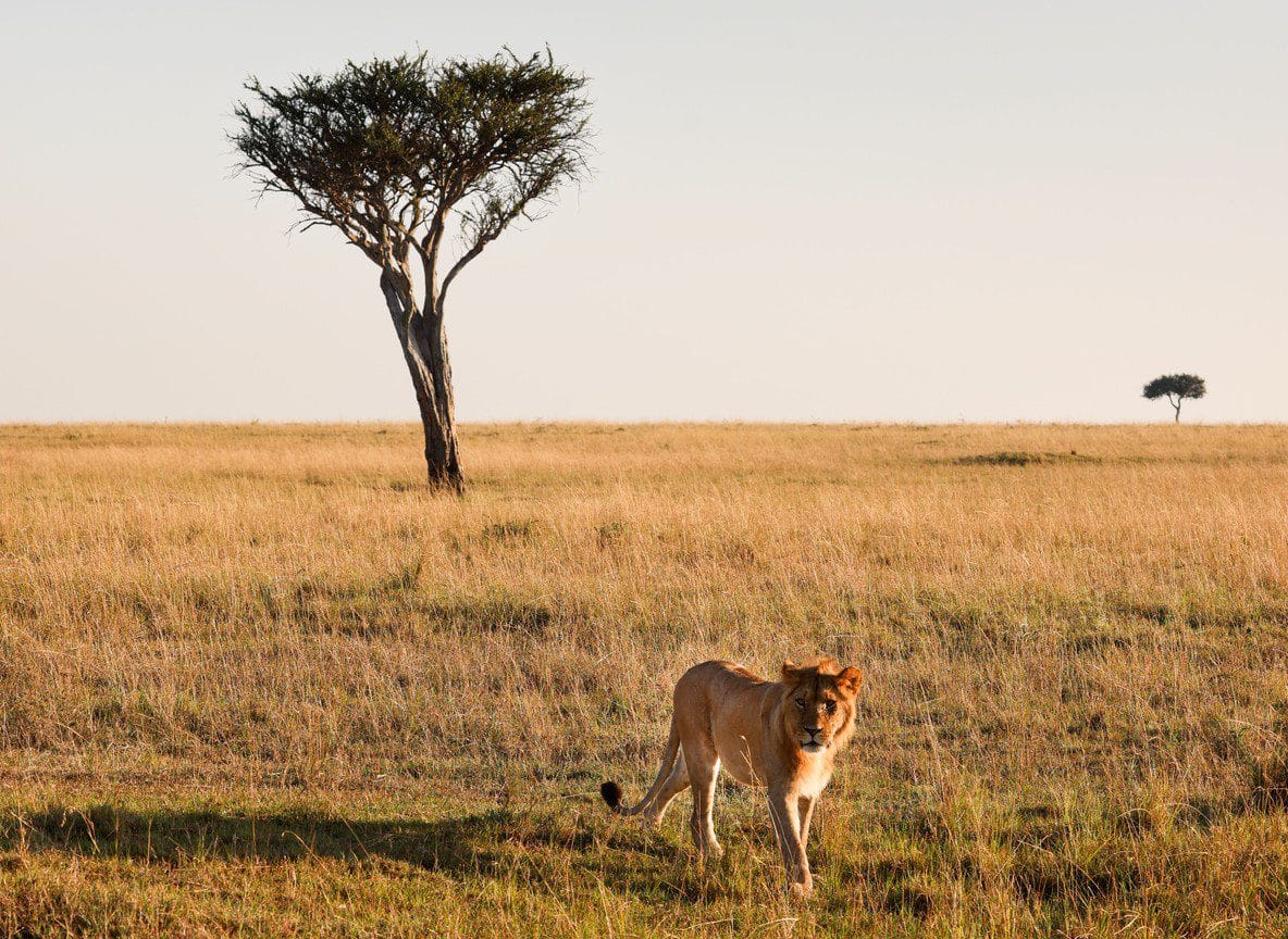 Is Kenya Safe To Visit Travel Safety Guide