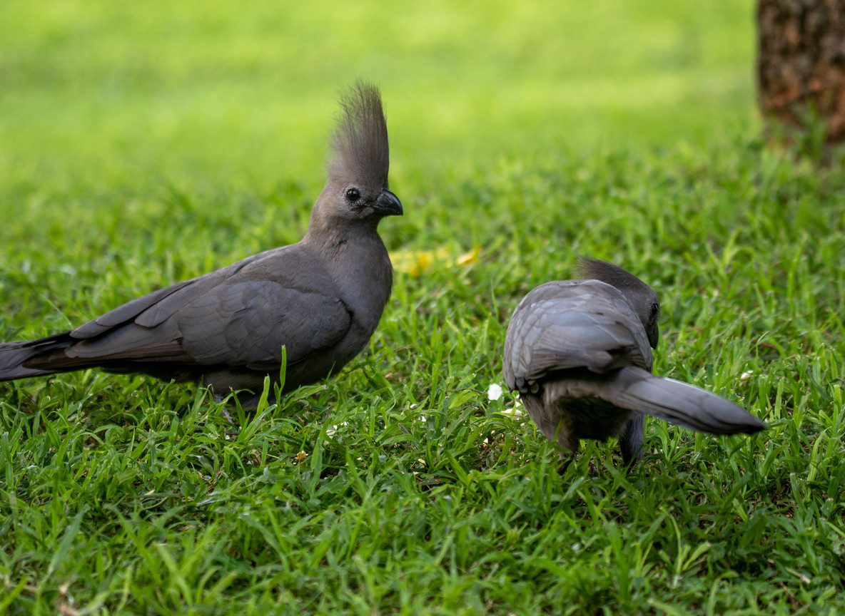Kakamega Forest Birding Safari