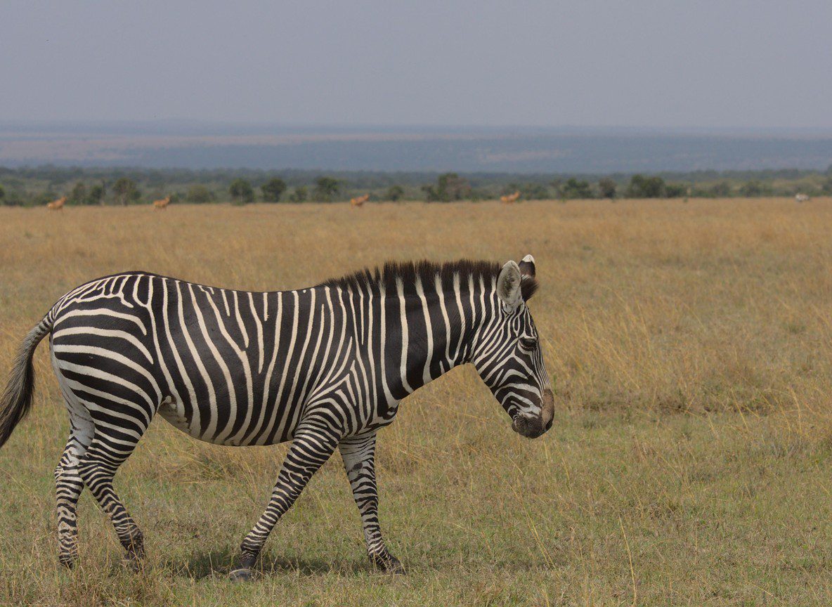 Karen Blixen Camp Mara North Conservancy Maasai Mara
