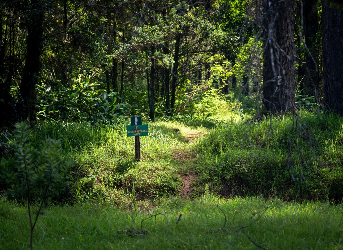 Karura Forest Nairobi Trails Wildlife Waterfalls