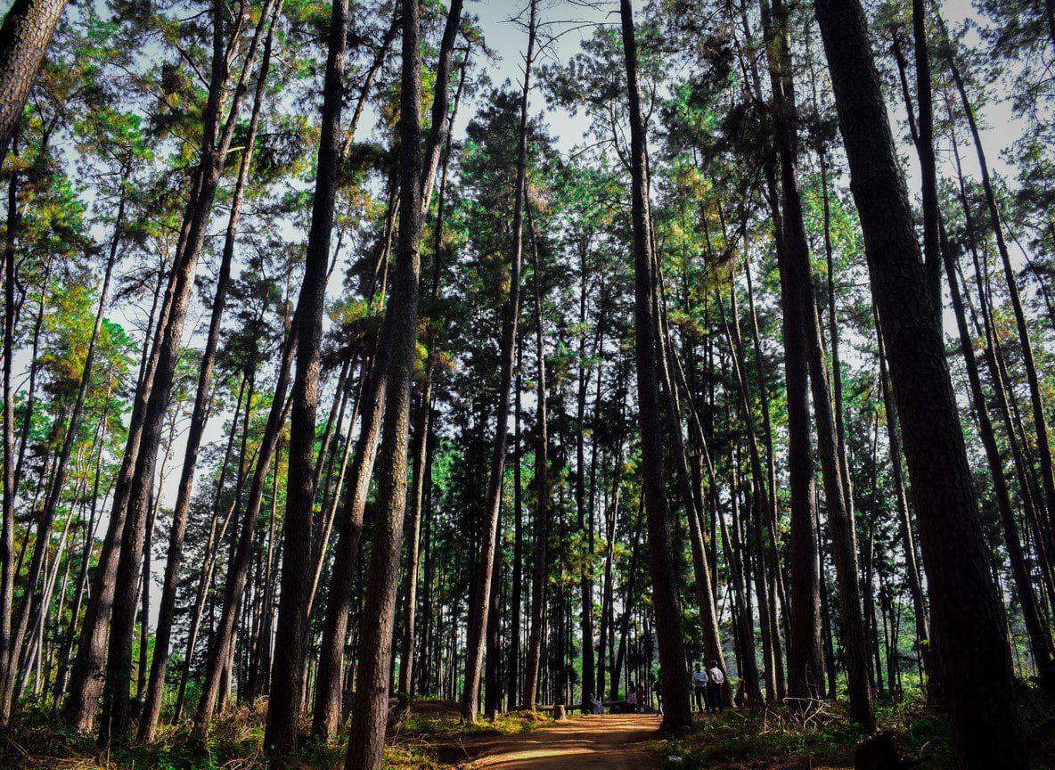 Karura Forest Nairobi Trails Wildlife Waterfalls