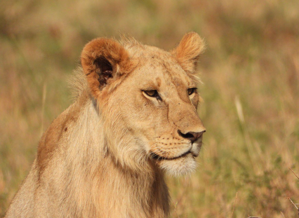 Kenya Airways Safarilink Safari Packages