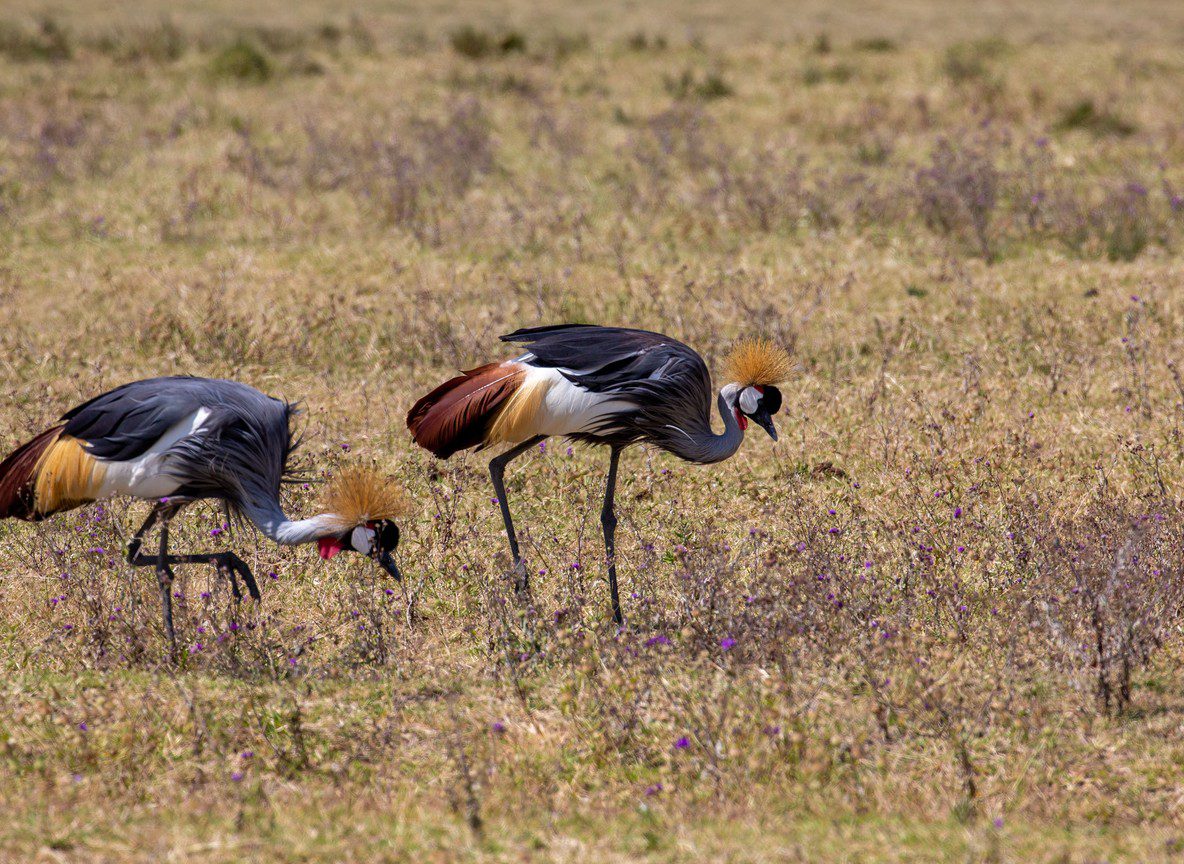 Kenya Birding Safari