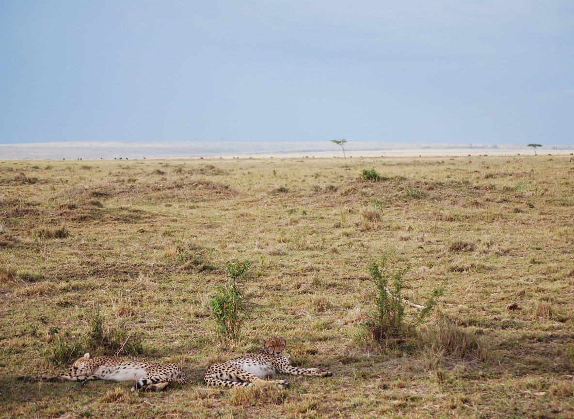 Kenya Eta Evisa Guide Safari Travelers