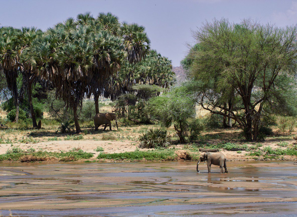Kenya Eta Evisa Guide Safari Travelers