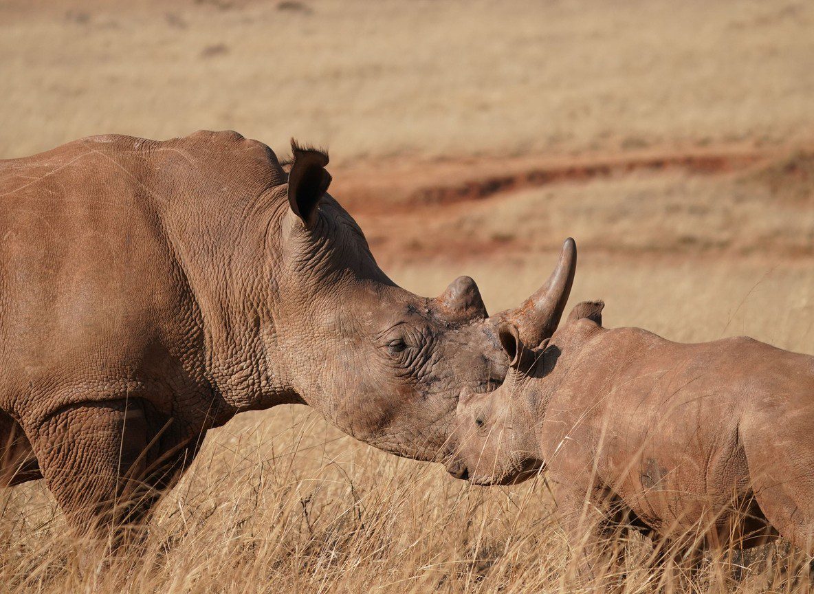 Kenya Rhino Sanctuaries
